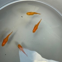 初恋ダルマ(めだか)⭐︎有精卵20+α(送料無料)の画像