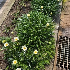 ガザニア　このままどうぞ♪の画像