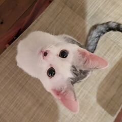 つぶらなひとみの甘えん坊サバシロちゃん