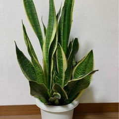【観葉植物】サンスベリアの画像