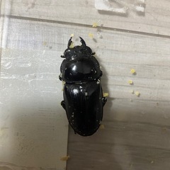 国産オオクワガタペア　F2　福島県産①　の画像