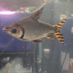 夏休み特価‼️特大‼️カラープロキロダスの画像