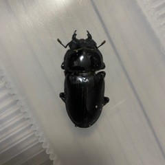 国産オオクワガタペア　F2　福島県産　②の画像