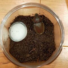 国産カブトムシ(ペア)の画像