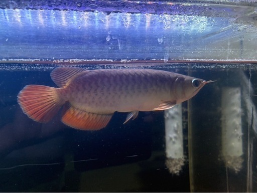 古代魚