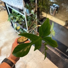 フィロデンドロン　フロリダの画像