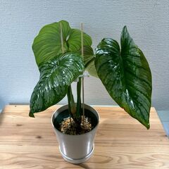 観葉植物 フィロデンドロン マメイシルバーの画像