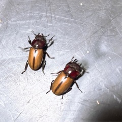 【新成虫】ブルイジンノコギリクワガタ トリオの画像