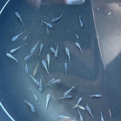 サファイアめたが　稚魚の画像