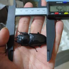 久留米産大型血統オオクワガタ幼虫3頭の画像