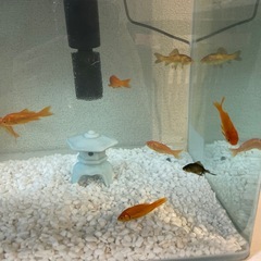 金魚
の画像