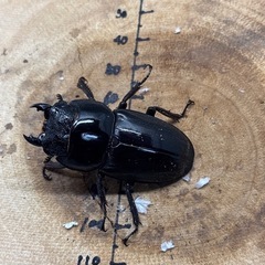 スマトラオオヒラタクワガタ アチェ産 ♂90.8mm×48.9mm×47.9mm トリオの画像