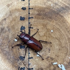 メタリフェルホソアカクワガタ 亜種サンギレンシス ペア♂55.1mm×♀25mmの画像