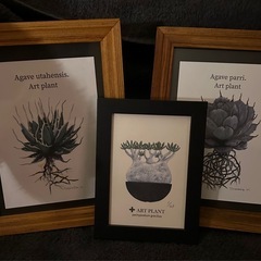 プランツ コーデック 植物 絵 額縁 アガベ パキポディウム アデニウムの画像