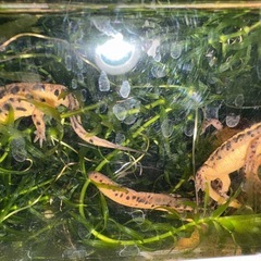 アカハライモリ　福江島産　幼体　CBの画像