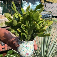 シャコバサボテン　園芸　ガーデニング　観葉植物の画像