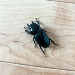 残りわずか：【日本最大】ツシマヒラタクワガタ ♂♀ペアセットの画像