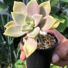 朧月　多肉植物　サボテン　園芸　観葉植物の画像