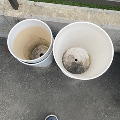 胡蝶蘭の鉢の画像