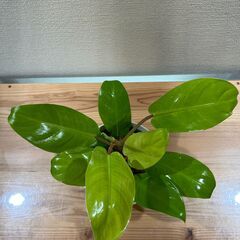 観葉植物 フィロデンドロン マレービューティー(2株寄せ植え)の画像