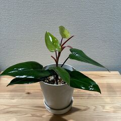 観葉植物 フィロデンドロン オータム(2株寄せ植え)の画像