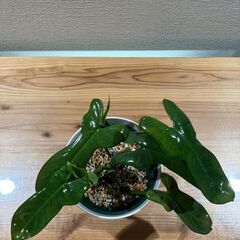 観葉植物 フィロデンドロン パンドラ(3株寄せ植え)の画像