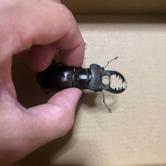 神崎産　天然ミヤマクワガタの画像