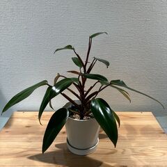 観葉植物 フィロデンドロン ルビー(2株寄せ植え)の画像