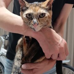 残っている子猫の里親になってくださる方を再度求めております。