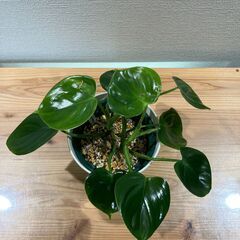 観葉植物 フィロデンドロン ピッチェリー(2株寄せ植え)の画像