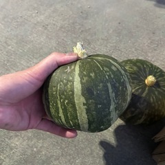 有機野菜　夏野菜　トマト　なす　ミニトマト　きゅうり　ピーマン　かぼちゃの画像