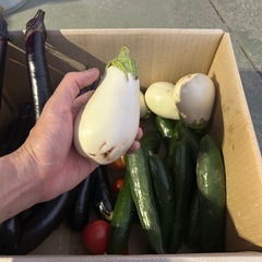 有機野菜　夏野菜　トマト　なす　ミニトマト　きゅうり　ピーマン　かぼちゃの画像