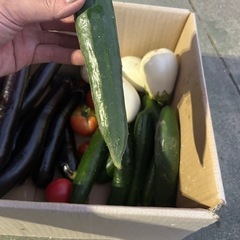 有機野菜　夏野菜　トマト　なす　ミニトマト　きゅうり　ピーマン　かぼちゃの画像