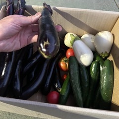 有機野菜　夏野菜　トマト　なす　ミニトマト　きゅうり　ピーマン　かぼちゃの画像