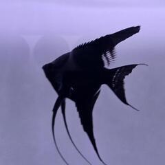 ブラックエンゼルフィッシュ１匹 + ネオンドワーフレインボー２匹の画像