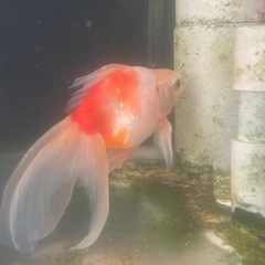 琉金の画像