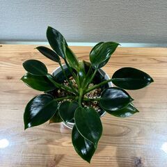 観葉植物 フィロデンドロン グリーンプリンセスの画像