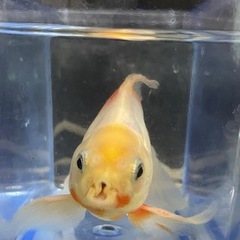 琉金の画像