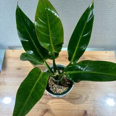 観葉植物 フィロデンドロン カルキンスゴールドの画像