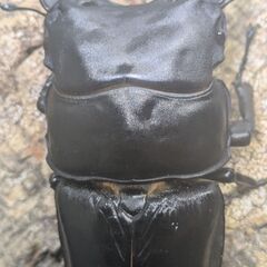【84.8㎜♂】オオクワガタ能勢SR血統　C15の画像