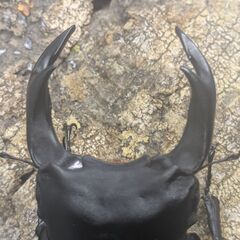 【84.8㎜♂】オオクワガタ能勢SR血統　C15の画像
