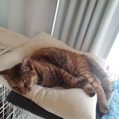 キジトラ1歳メス　里親募集
