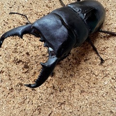 ミンダナオヒラタの画像