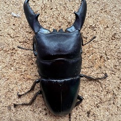 ミンダナオヒラタの画像