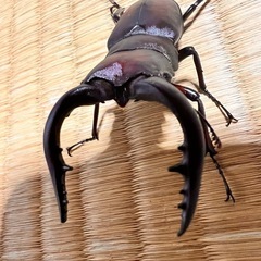 ノコギリクワガタ♂♀の画像