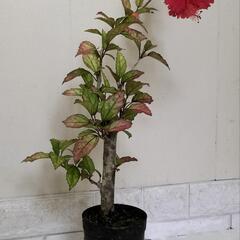 🌿60cmハイビスカス🌺観葉植物🌿の画像