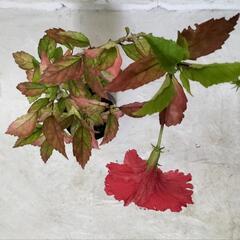 🌿60cmハイビスカス🌺観葉植物🌿の画像