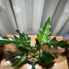 観葉植物 フィロデンドロン ボブシー(2株寄せ植え)③の画像