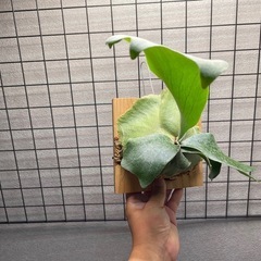 ビカクシダ　P. willinckii Baliの画像