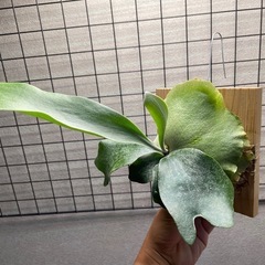 ビカクシダ　P. willinckii Baliの画像